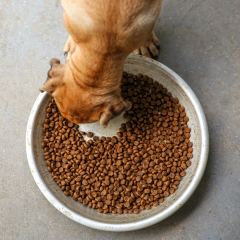  Bio-Hundefutter – Bio Ernährung für deinen...