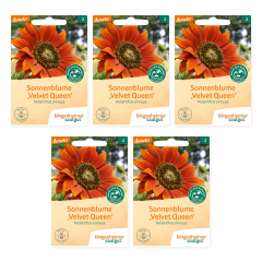 Bingenheimer Saatgut - Sonnenblume Velvet Queen - 5er Pack
